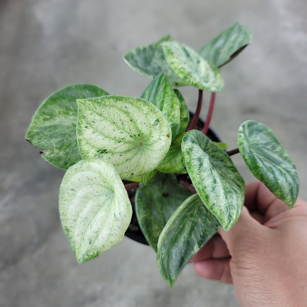 HIGH LIGHT PLANTS - Peperomia Argyreia Variegated- 4"