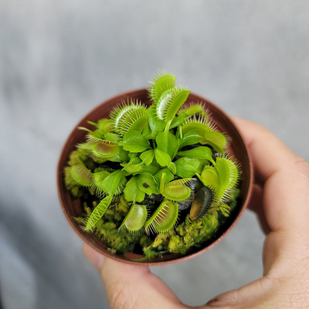 HIGH LIGHT PLANTS - Venus Fly Trap - 3"