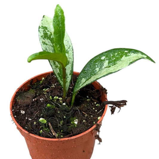 Hoya 'Silver Moon' - 4"