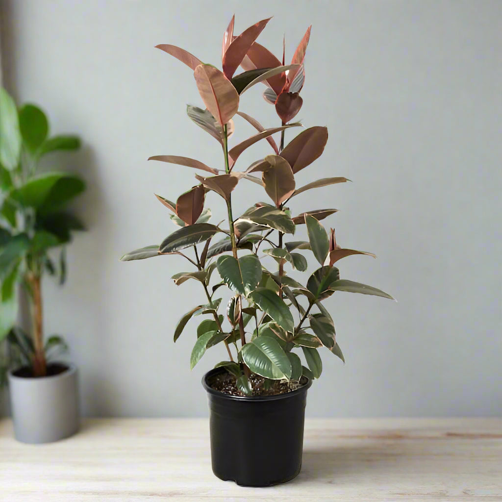 Ficus elastica 'Ruby' -  Bush 10"