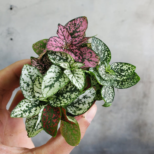 polka dot house plant Hypoestes phyllostachya (Polka Dot Plant) 2" ct / Assorted