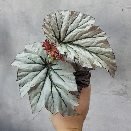 HOUSEPLANTS - BEGONIA LOOKING GLASS - 4"