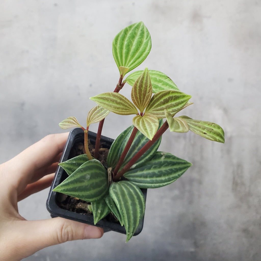 Peperomia puteolata - 2” - Peace, Love & Happiness Club