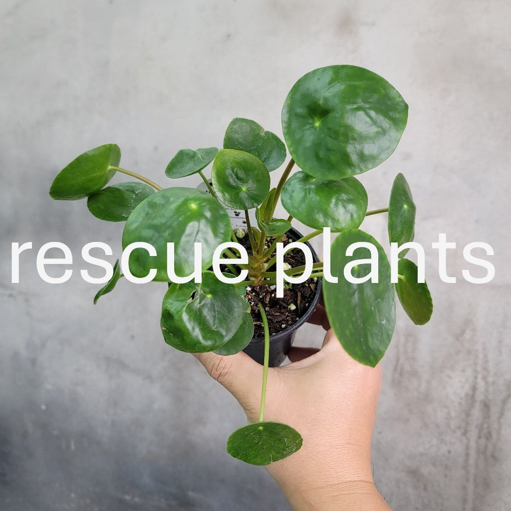 Pilea peperomioides - 4" (rescue)