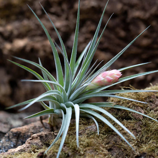 T. houston pink enhanced (3-4")