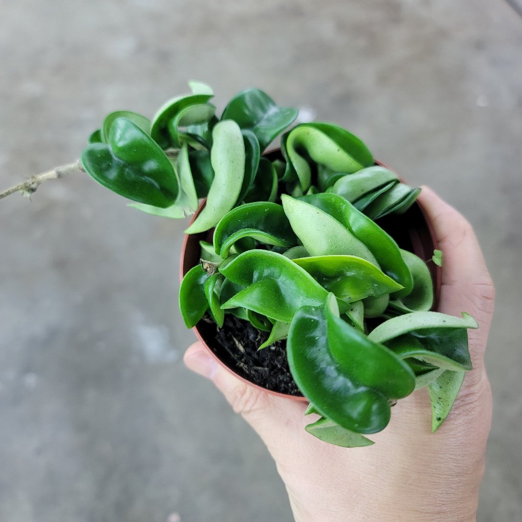 HOYA - Hoya Carnosa Compacta - 4"