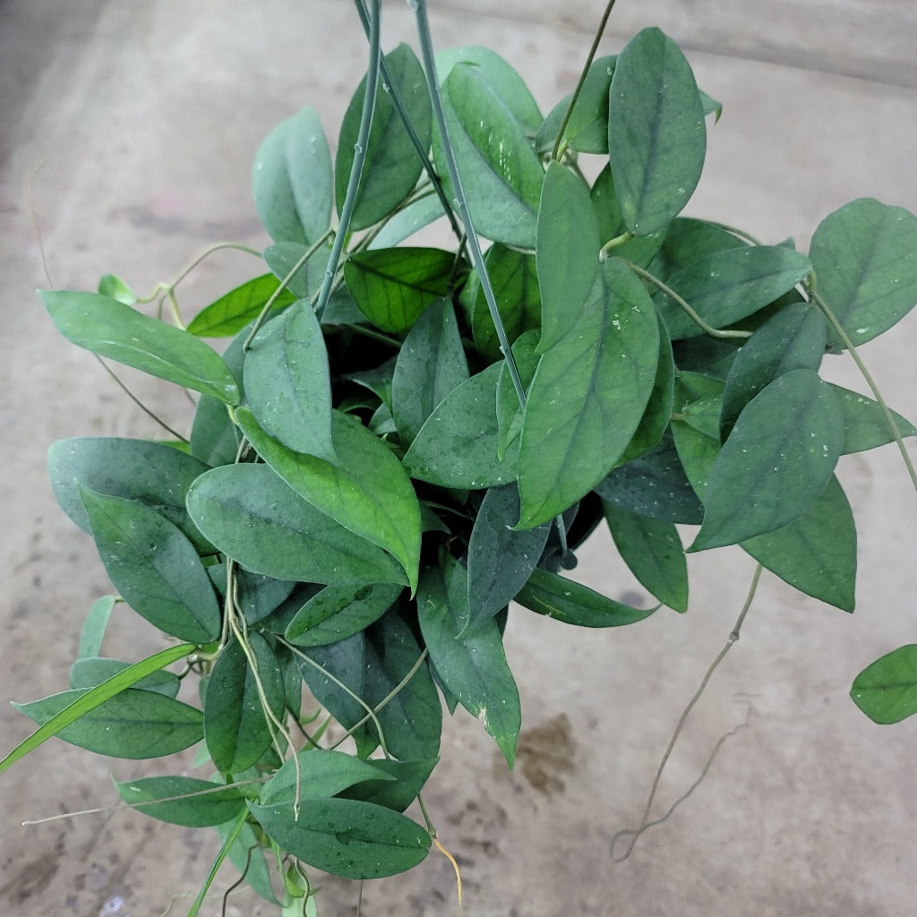 HOYA - Hoya Fungii - 6"