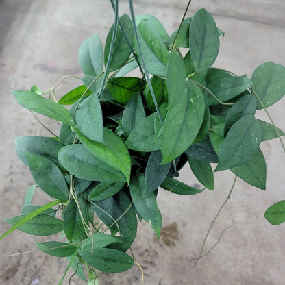 HOYA - Hoya Fungii - 6"