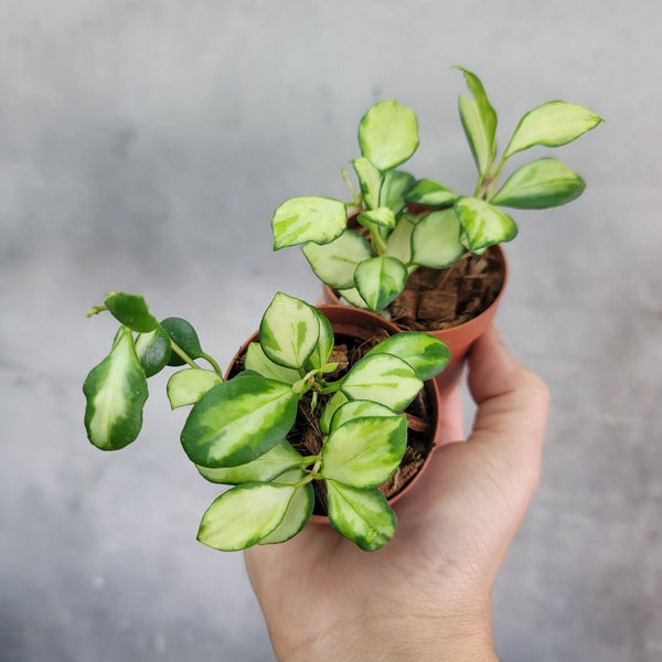 hoya-hoya-heuschkeliana-