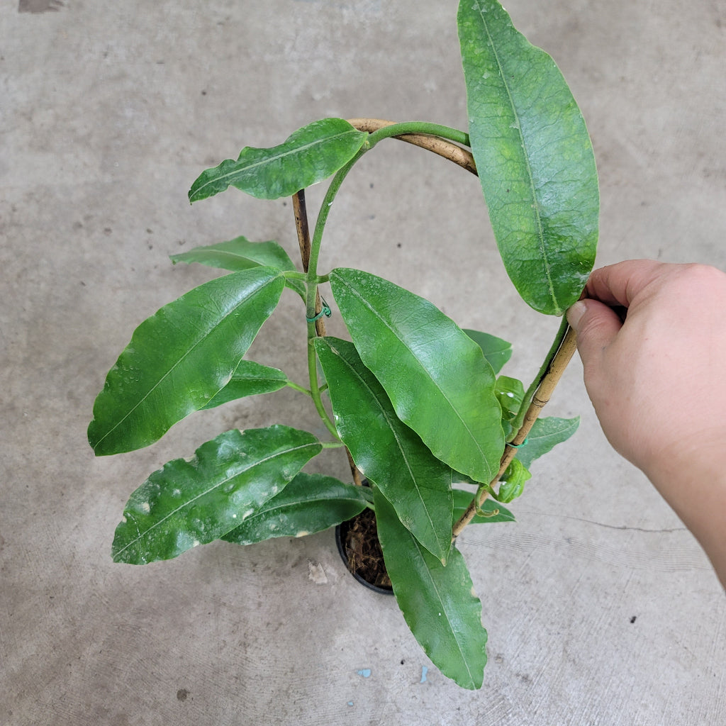 HOYA - Hoya Imperialis - Trellis 5"