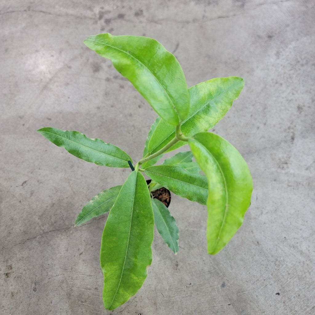 HOYA - Hoya Imperialis - Trellis 5"