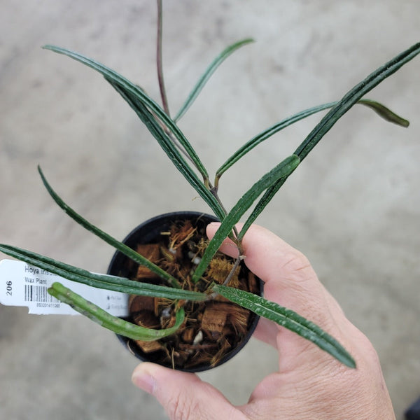 Hoya insularis - 2