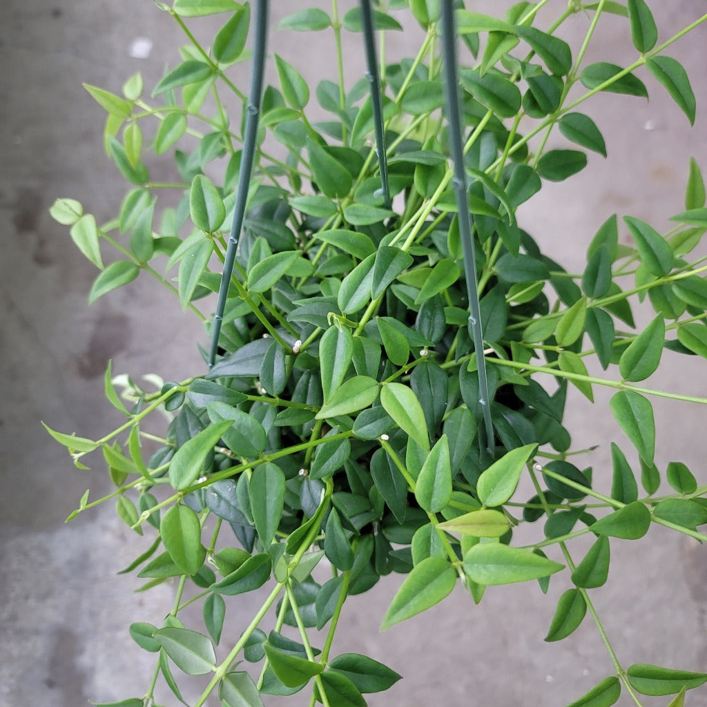 HOYA - Hoya Lanceolata 'Bella' - 6"