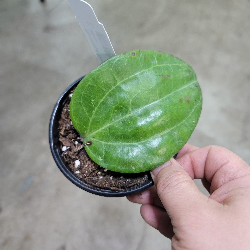 Hoya latifolia sp 'Sarawak' - 4