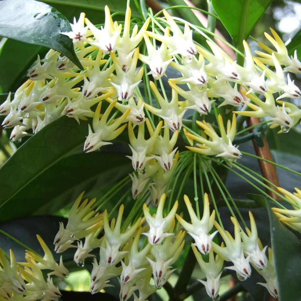 Hoya mulitflora - 6