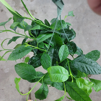 HOYA - Hoya Mulitflora - 6"