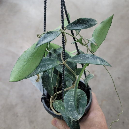 HOYA - Hoya Phuwuaensis - HB