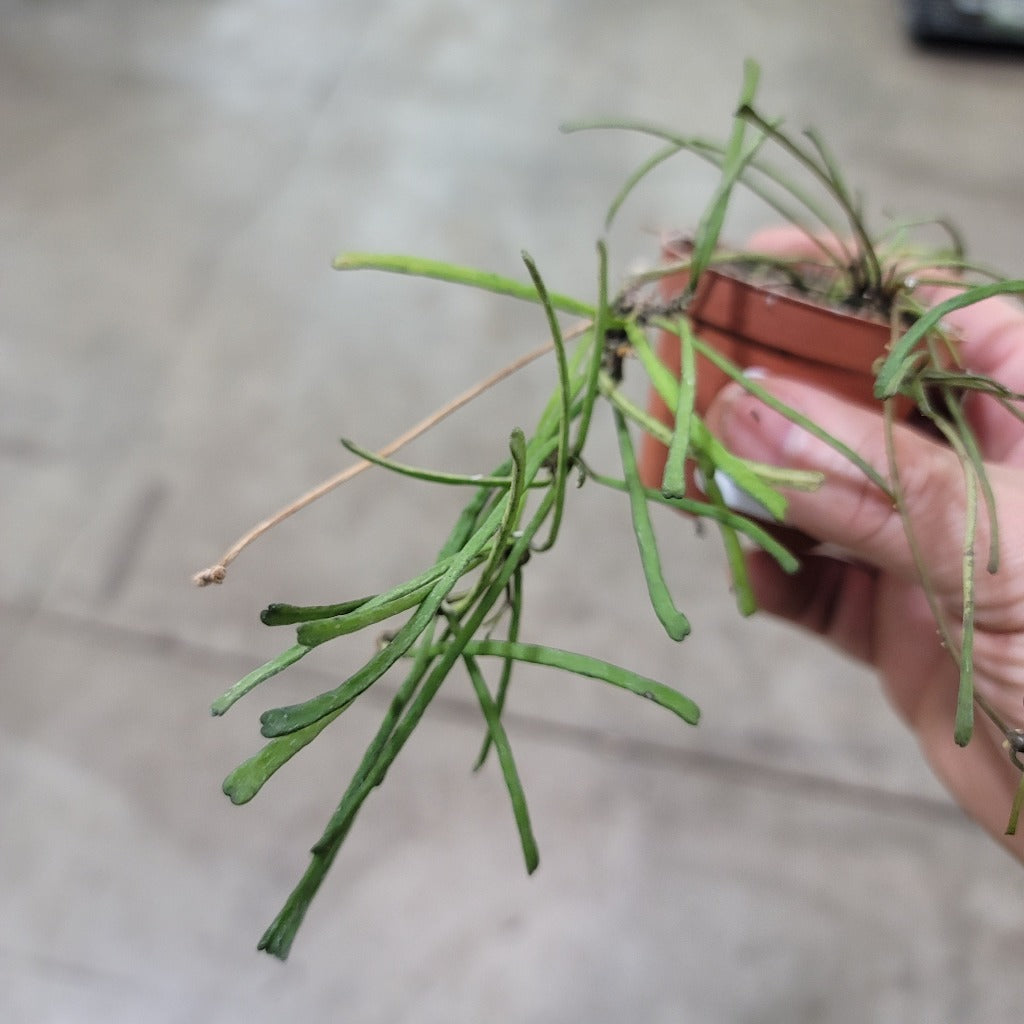 HOYA - Hoya Retusa - 2"