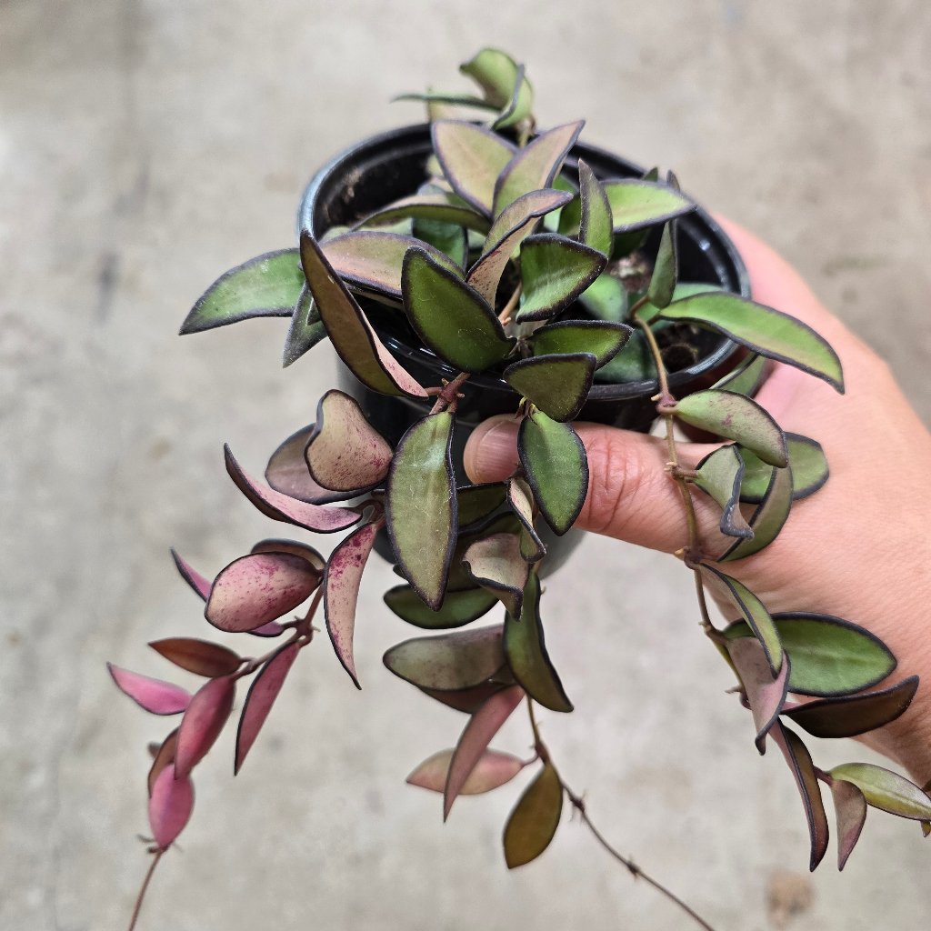 HOYA - Hoya Rosita - 4"