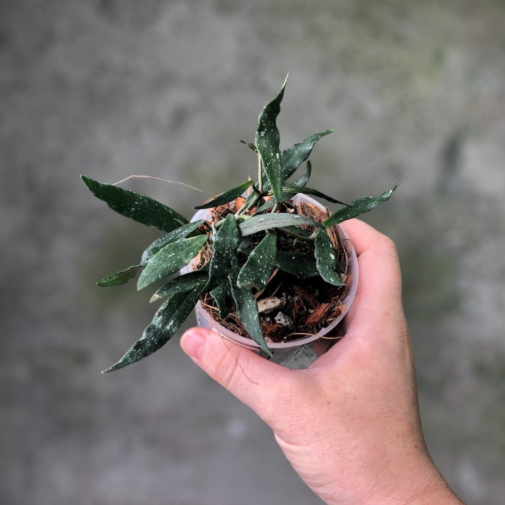 Hoya mirabilis clone B - cutting