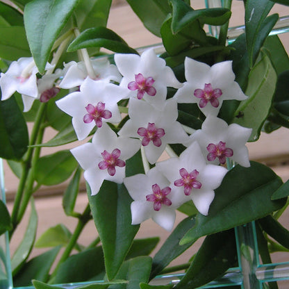 Hoya lanceolata 'Bella' - 2.5"