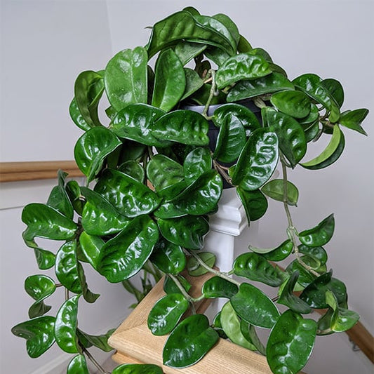 Hoya carnosa 'Krinkle 8' XL - HB