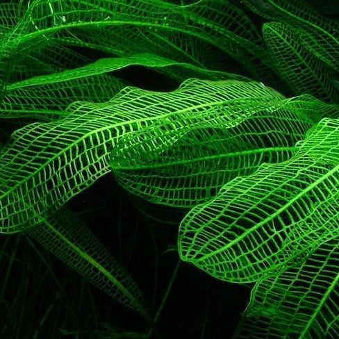 Madagascar Lace - Assorted