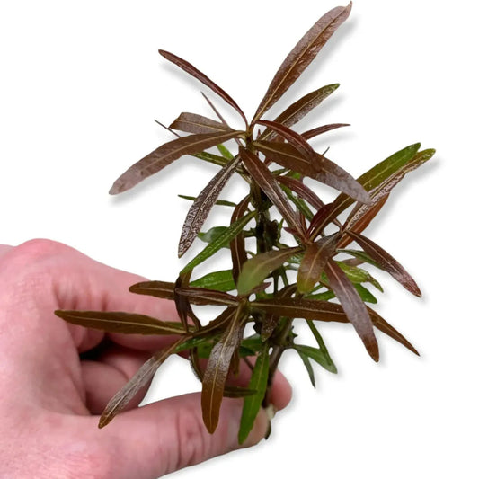 Hygro Araguaia - 2"