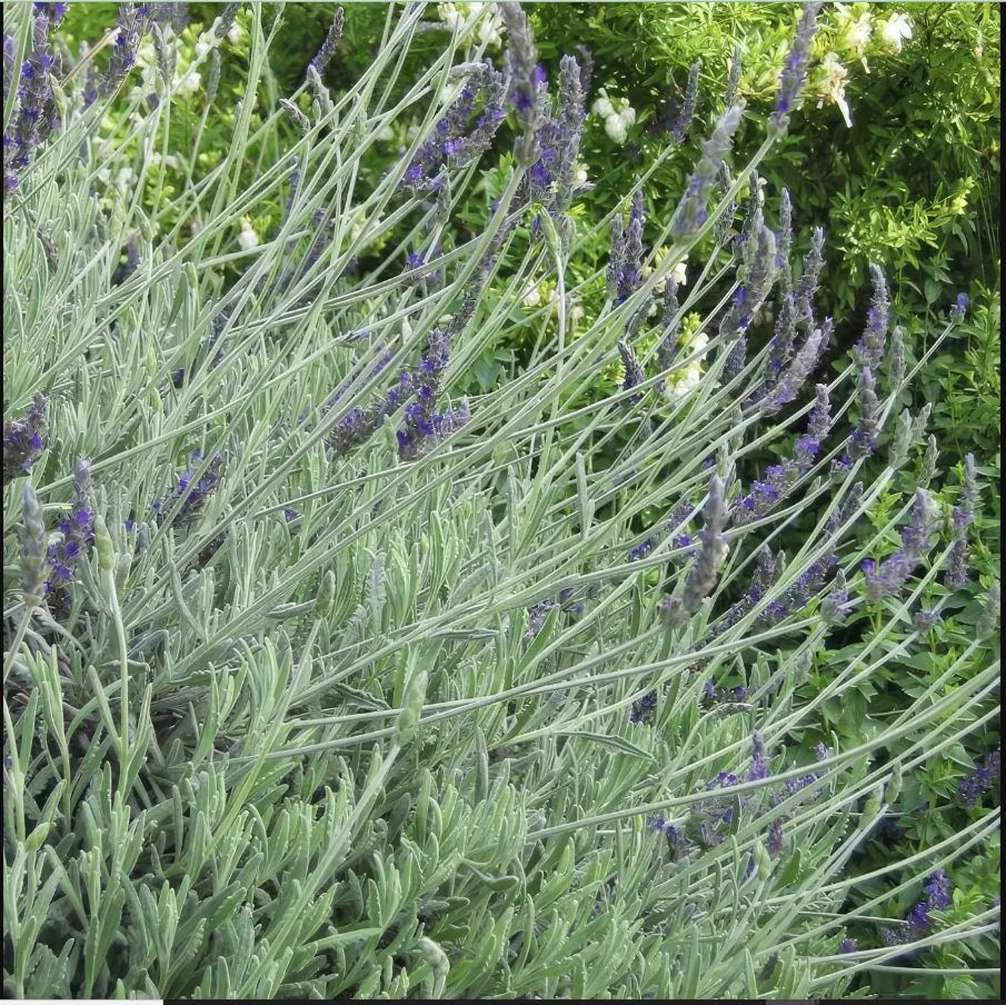 Lavender Goodwin Creek - 3.5"