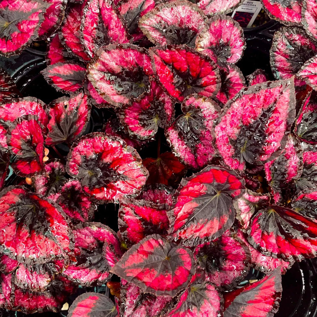 Begonia rex 'Red Kiss' - 6"