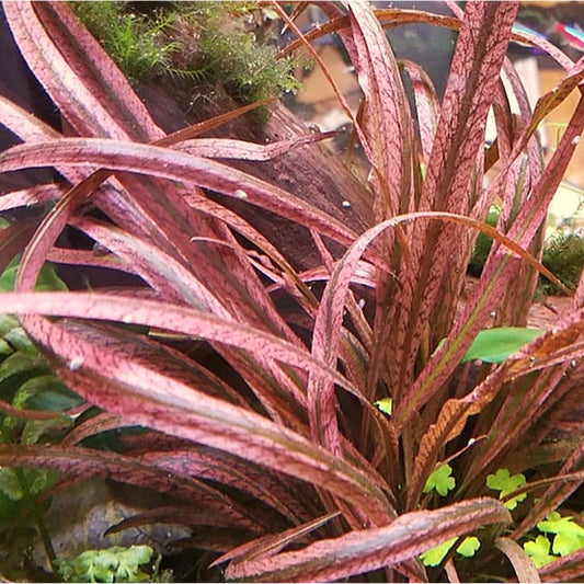 Cryptocoryne spiralis 'tiger' - TC