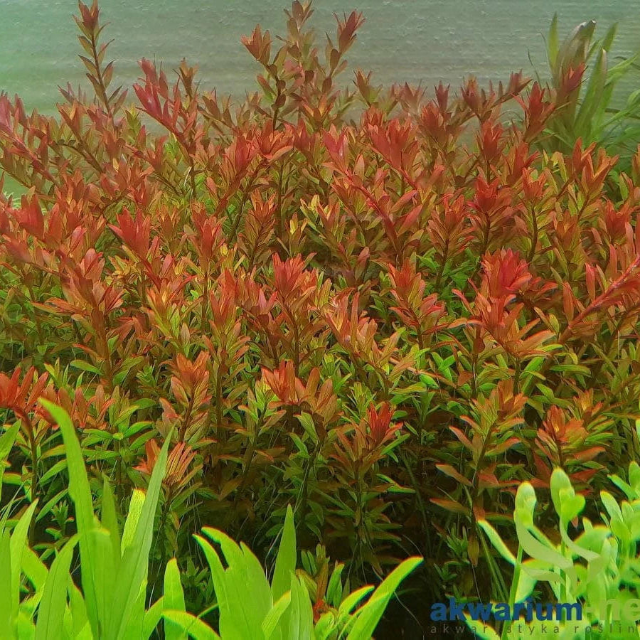 Rotala 'Orange Juice' - bunch