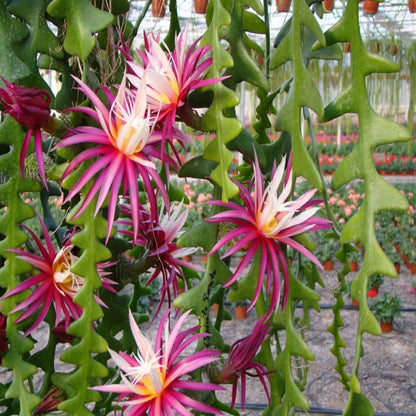 Epiphyllum anguliger - 4"