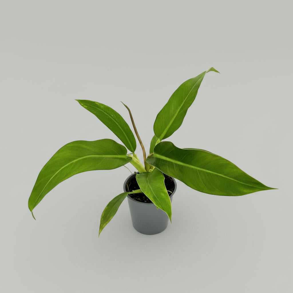 Philodendron ruizii - 4"