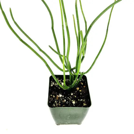 Cynanchum viminale - 4" kokedama