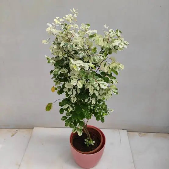 Breynia disticha - 4"
