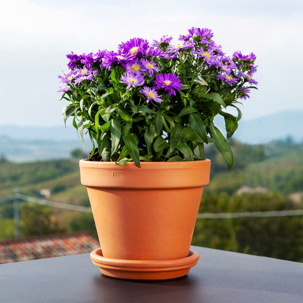 Italian Standard Pot - 10"