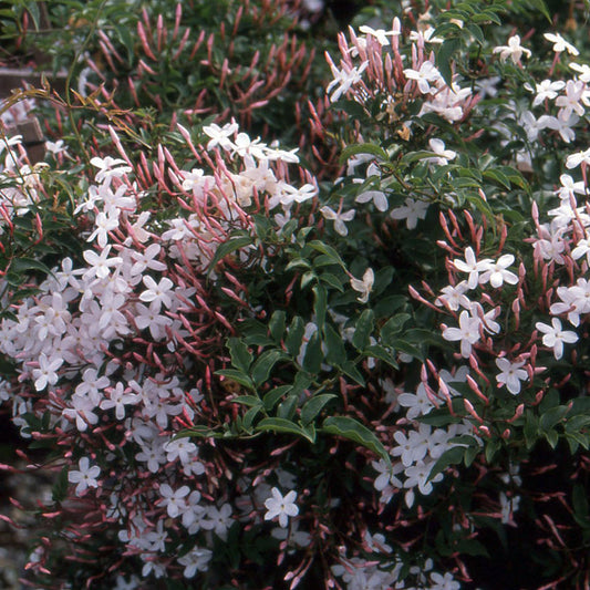 Jasminum polyanthum - 6" hoop
