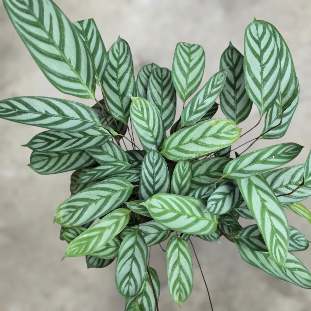 Calathea setosa - 8