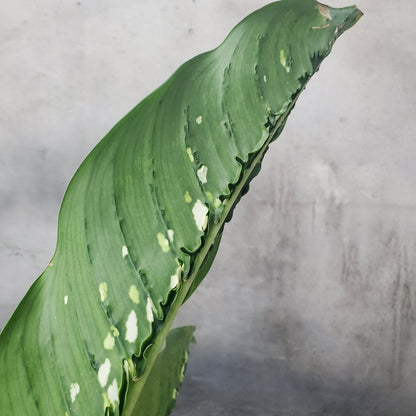 LARGE PLANTS - DIEFFENBACHIA DRAGON SCALE - 6"