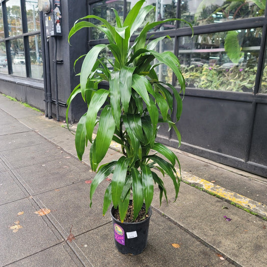 LARGE PLANTS - DRACAENA DEREMENSIS LISA