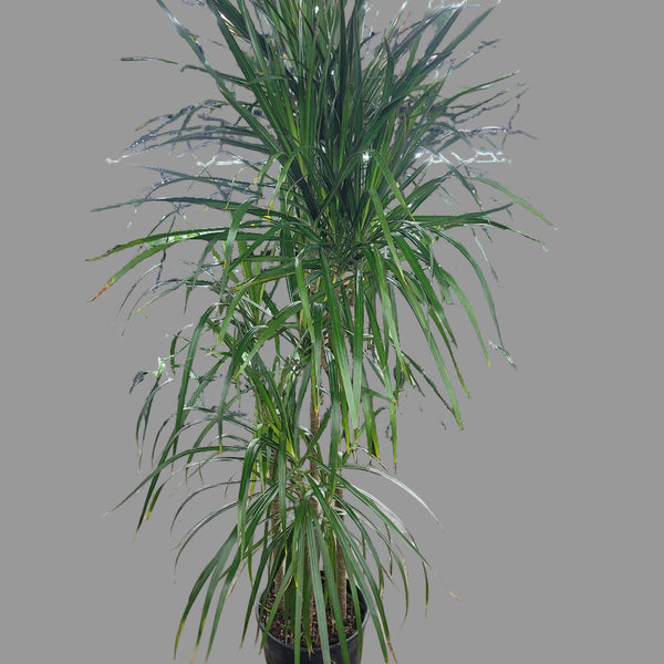 dracaena marginata grande Dracaena marginata