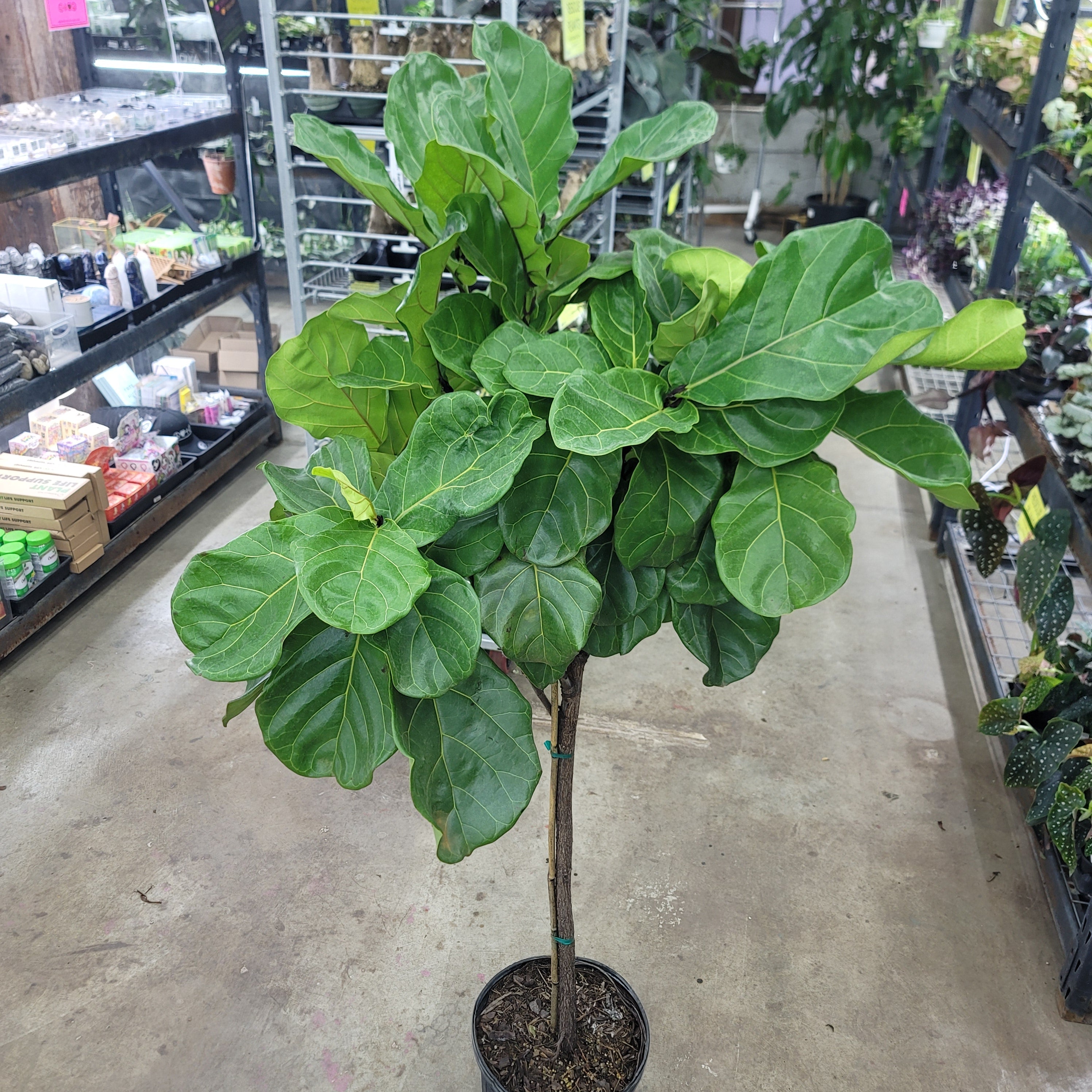 LARGE PLANTS - Ficus Lyrata - Standard (12")