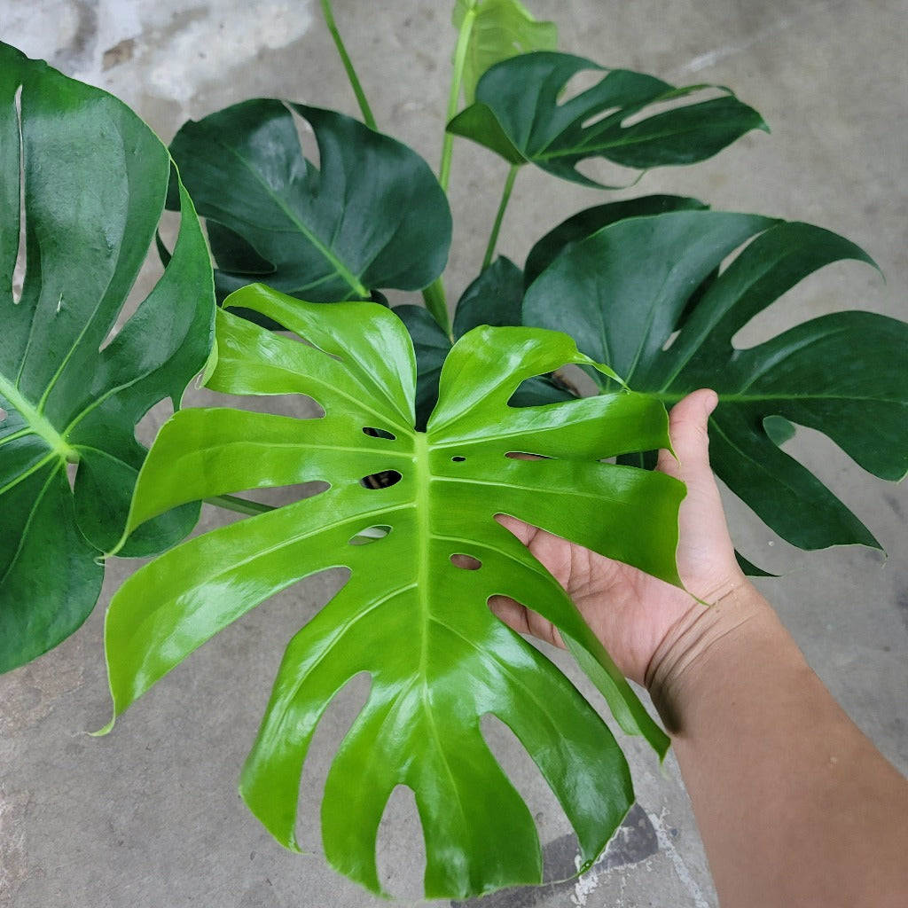 Monstera deliciosa - 10