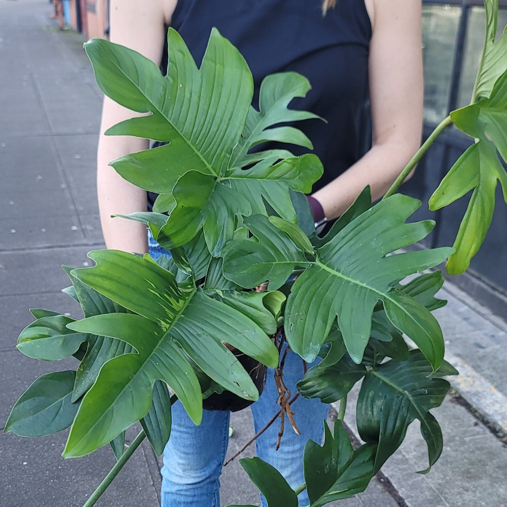 LARGE PLANTS - Philodendron Pedatum - 1 Gallon