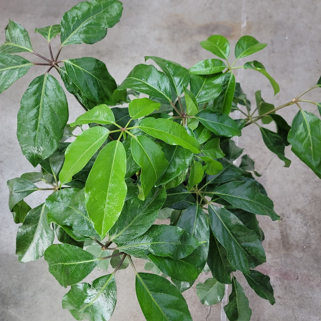 LARGE PLANTS - Schefflera Amate - 10" (no Shipping)