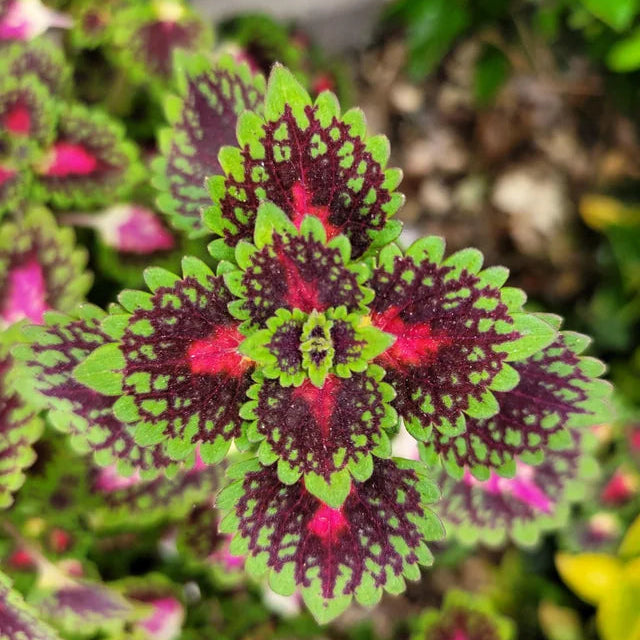 Annuals - Coleus