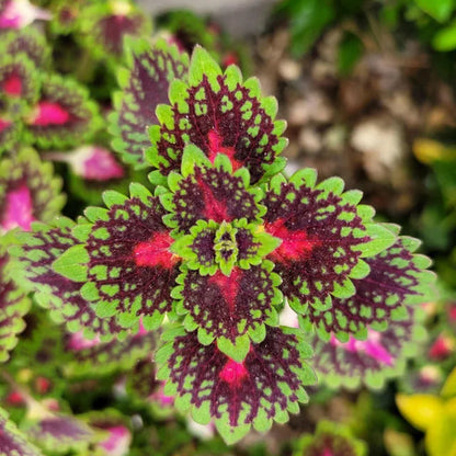 Annuals - Coleus