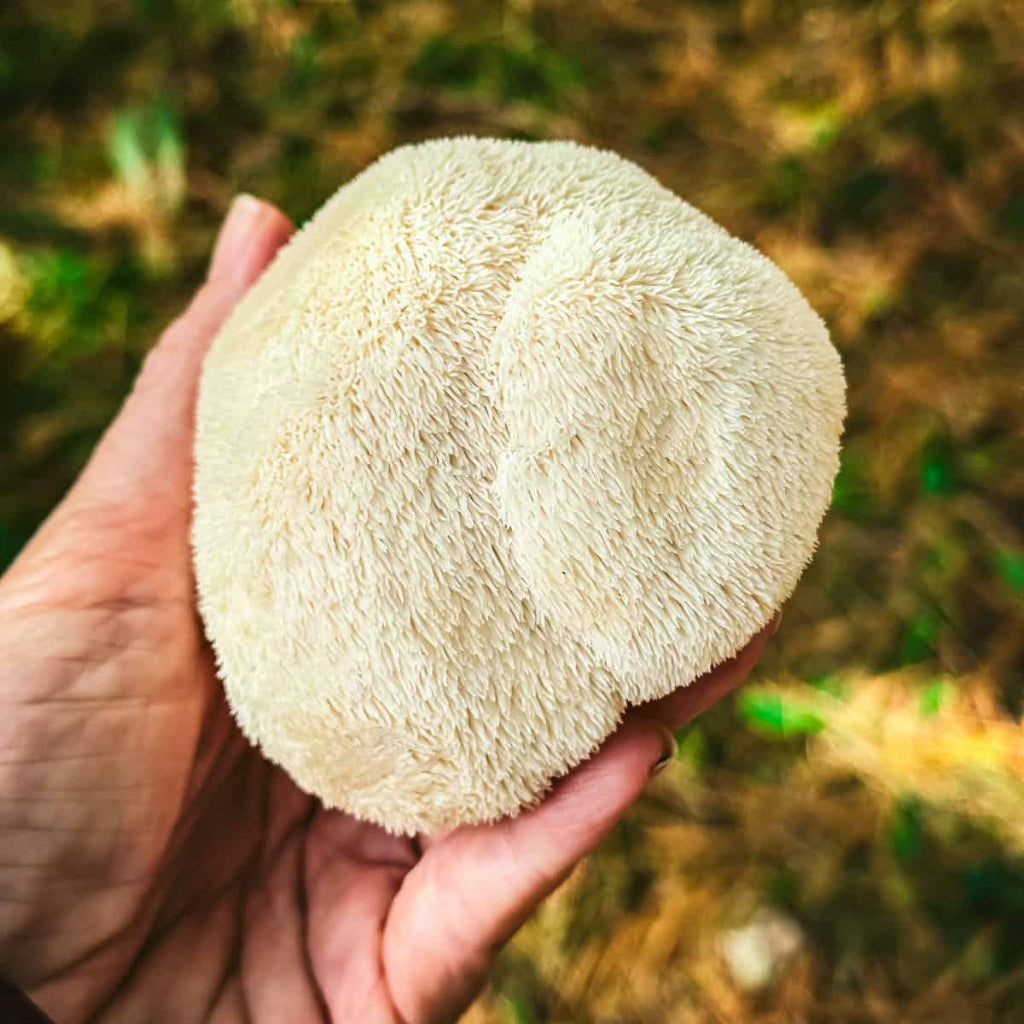 Lion's mane Mushroom Kit