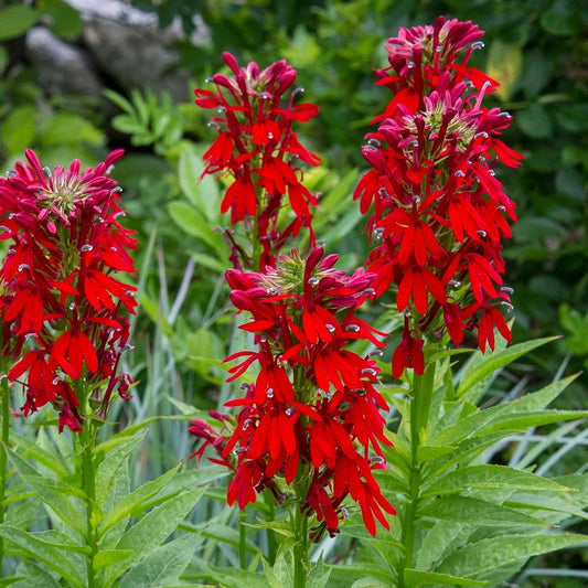 Lobelia cardinalis - 2"